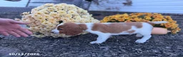 Welsh Springer Spaniel dogs for sale: Leslie - Ad 7