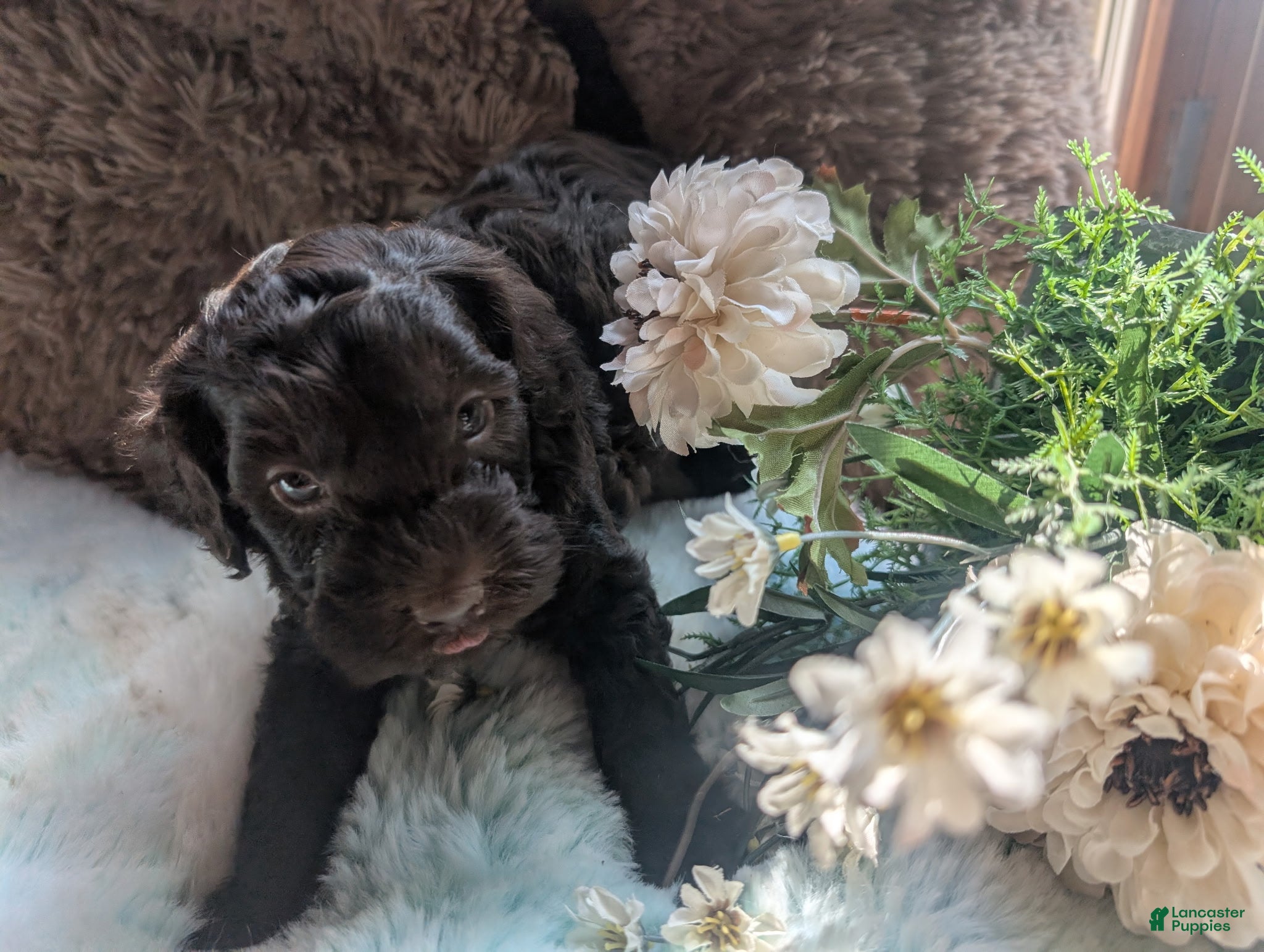 Labradoodle dogs Labradoodle 3 - Ad 12