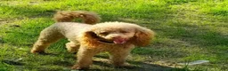 Cockapoo dogs for sale: Sasha - Ad 5