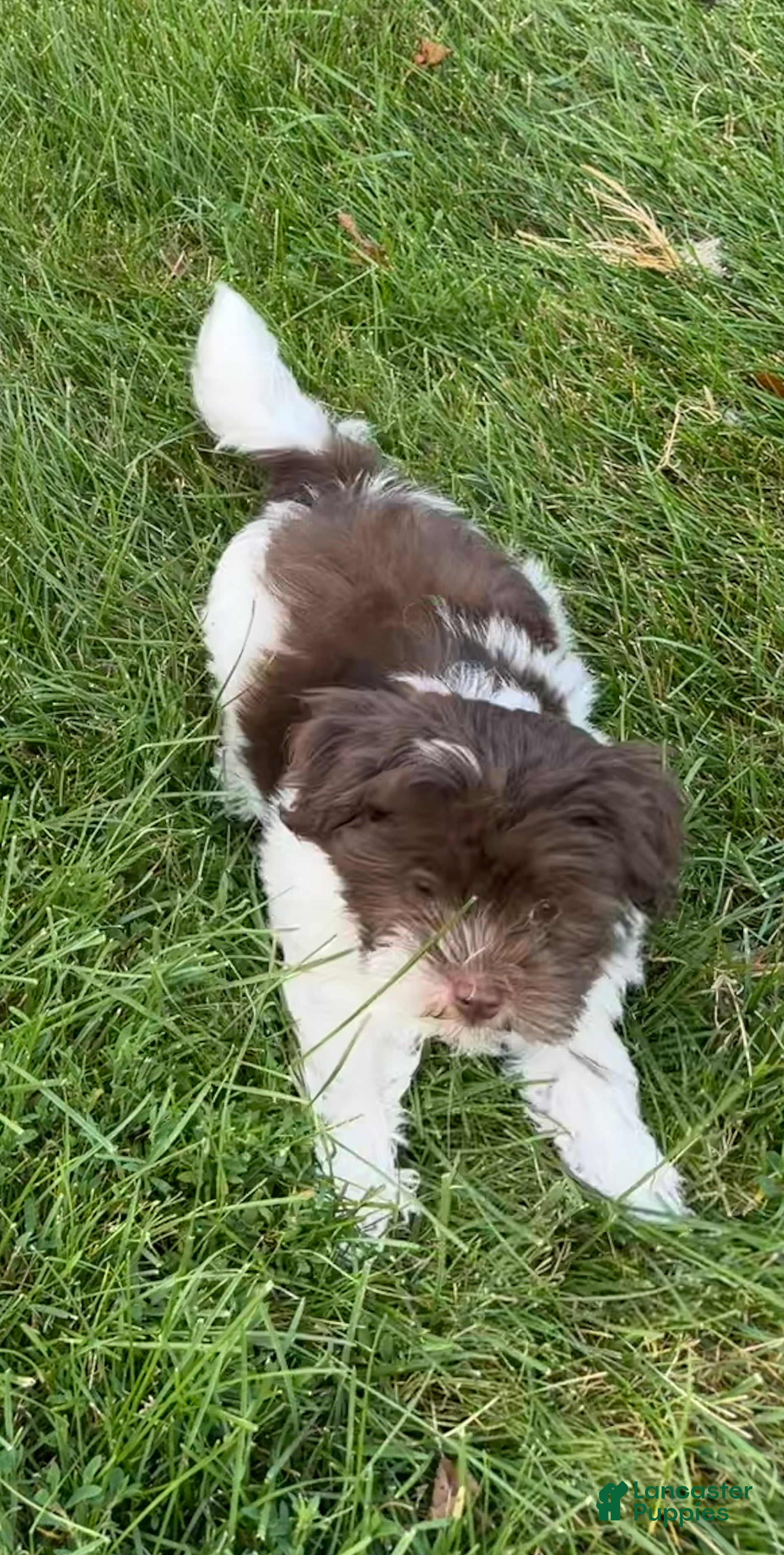 Havapoo dogs Bella - Ad 2