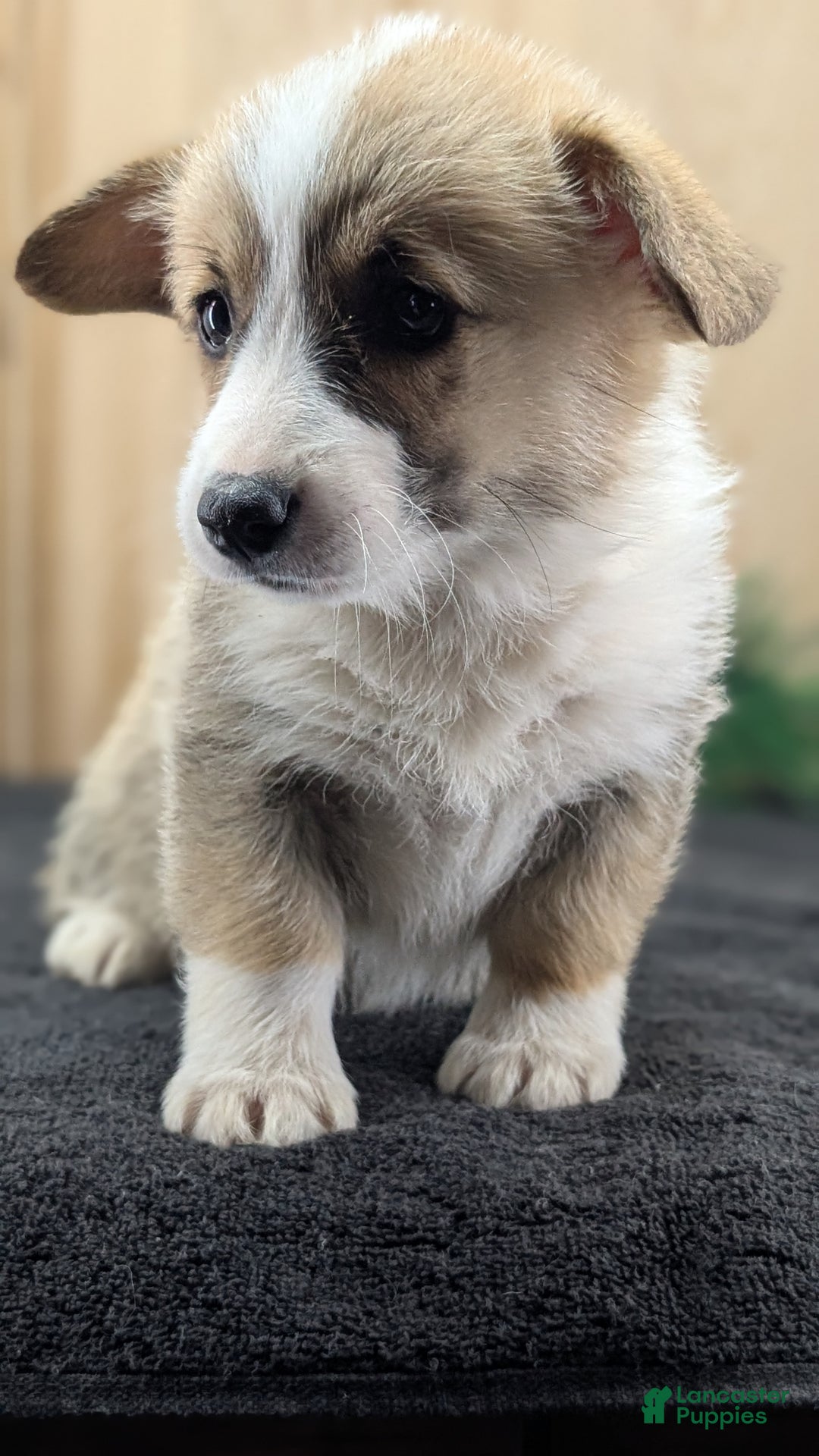 Welsh Corgi Pembroke dogs for sale: Sophie - Ad 3