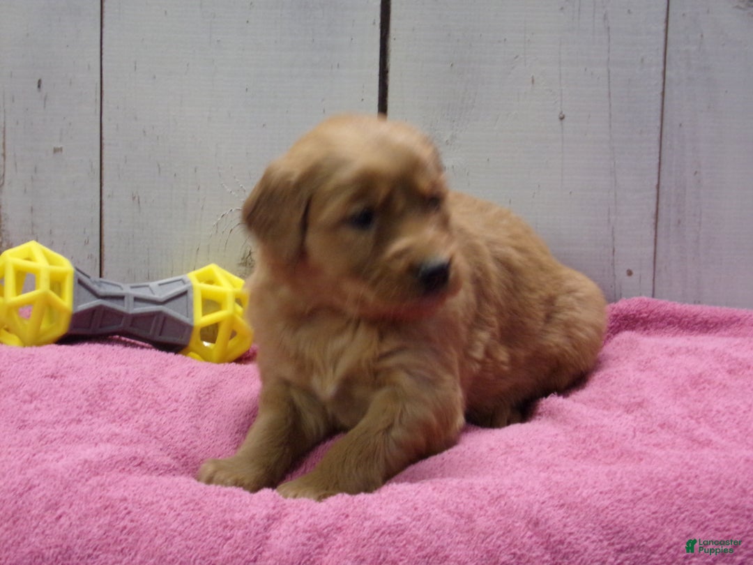 Golden Retriever dogs for sale: Penny - Ad 2