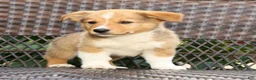 Welsh Corgi Pembroke dogs for sale: Finnigan - Ad 5
