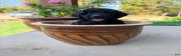 Mini Goldendoodle dogs for sale: Mini Goldendoodle 3 - Ad 2