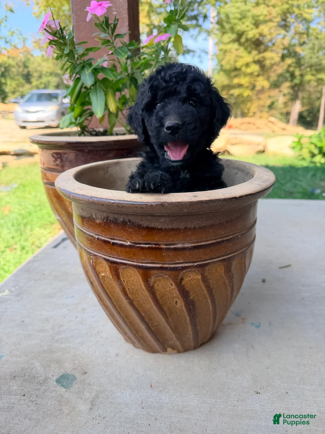 Mini Goldendoodle dogs for sale: Mini Goldendoodle 3 - Ad 2