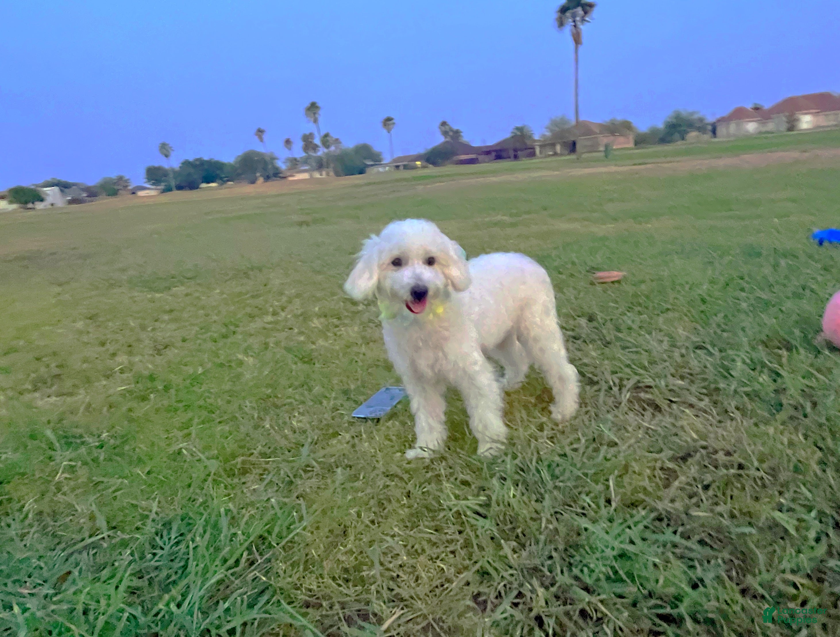 Maltipoo dogs Bubbles - Ad 2