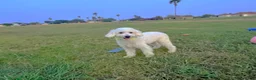 Maltipoo dogs for sale: Bubbles - Ad 2