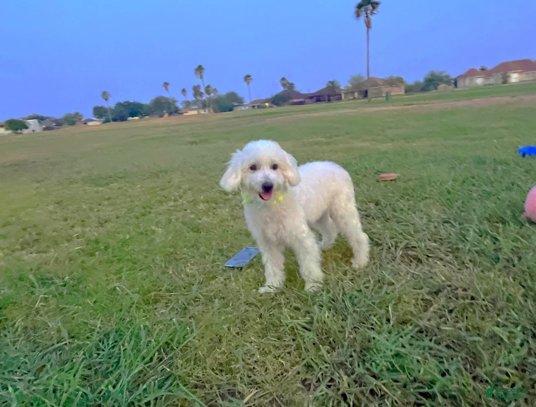 Maltipoo dogs for sale: Bubbles - Ad 2