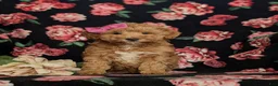 Mini Goldendoodle dogs for sale: Feliciti 15 lbs Full Grown Hypoallergenic - Ad 4