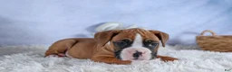 Boxer dogs for sale: Sawyer - Ad 16