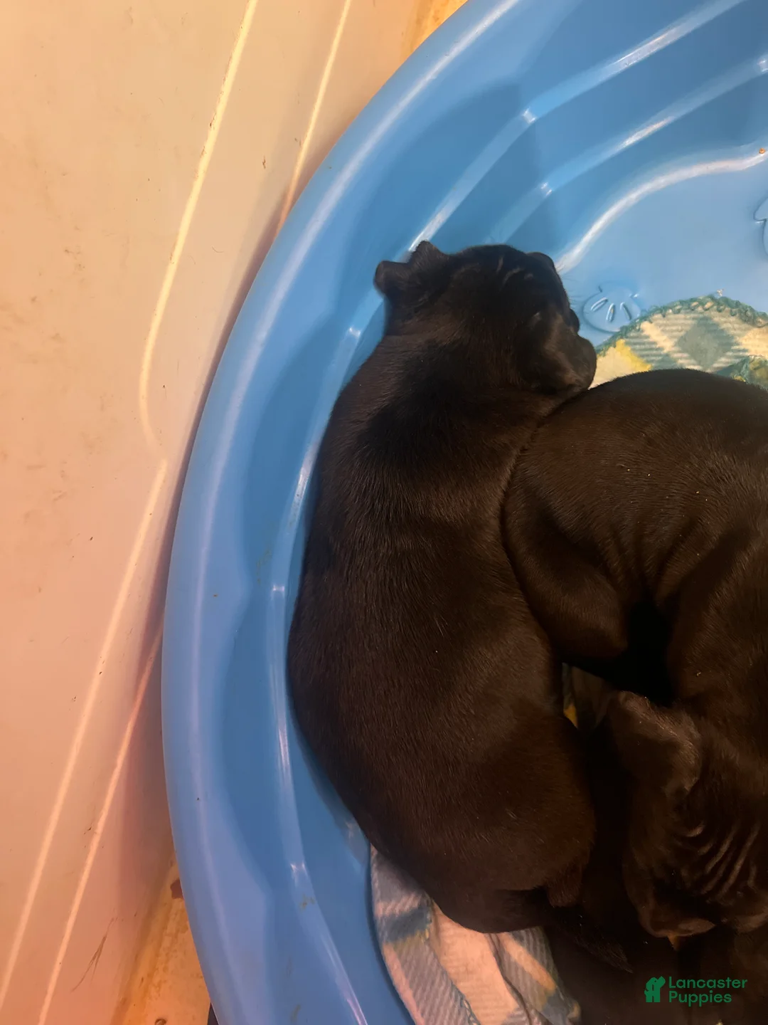 Mixed Breed dogs for sale: Mixed Breed Puppy 1 - Ad 2