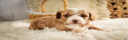 Miniature Poodle dogs for sale: Eden - Ad 5