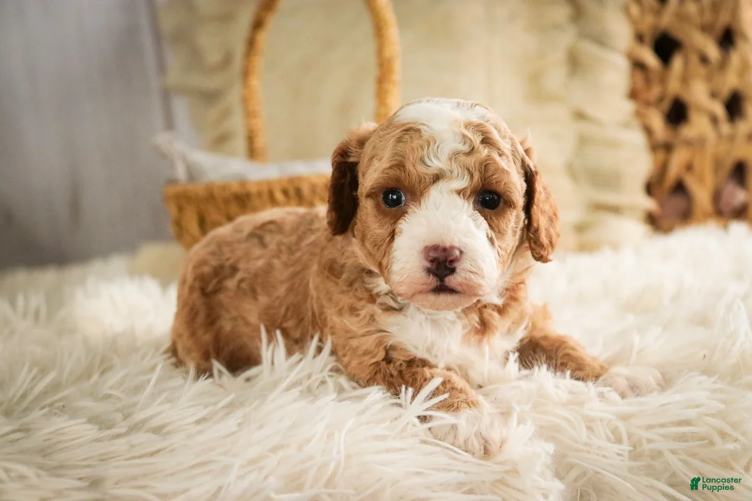Miniature Poodle dogs for sale: Eden - Ad 5