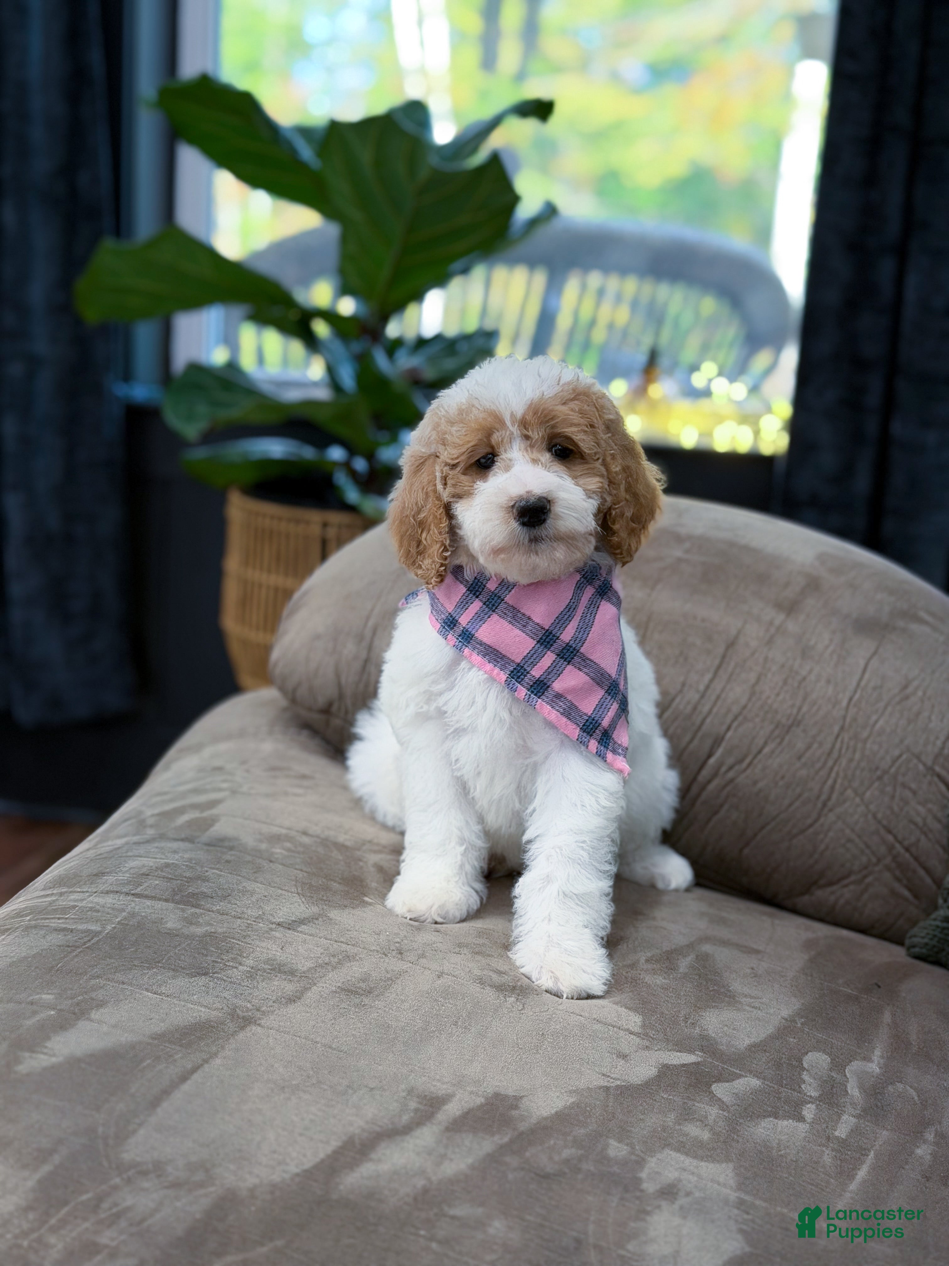 Goldendoodle dogs for sale: Hello i’m Sage 🎀 - Ad 2