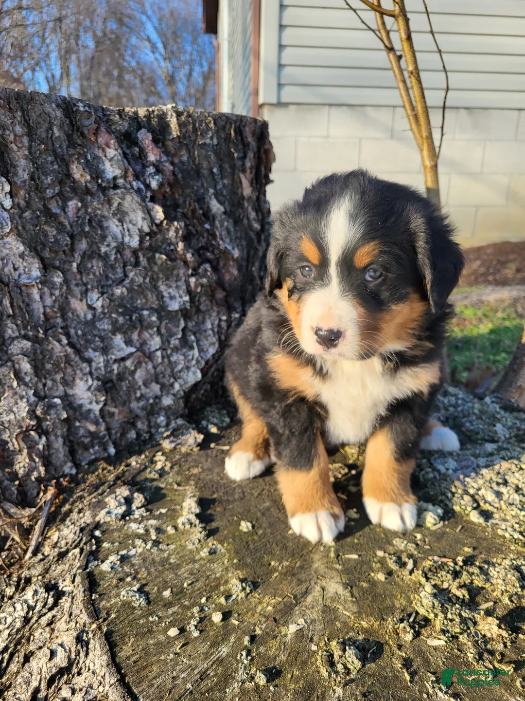 Bernese Mountain Dog dogs for sale: Poppy - Ad 5