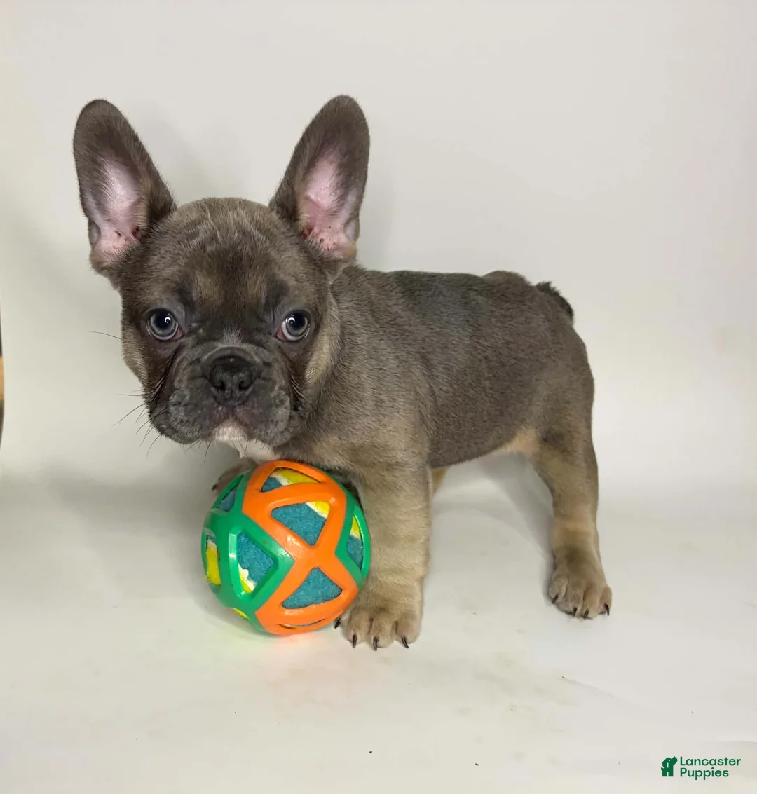 French Bulldog dogs for sale: Lucky - Ad 2