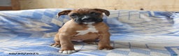 Boxer dogs for sale: Max - Ad 2
