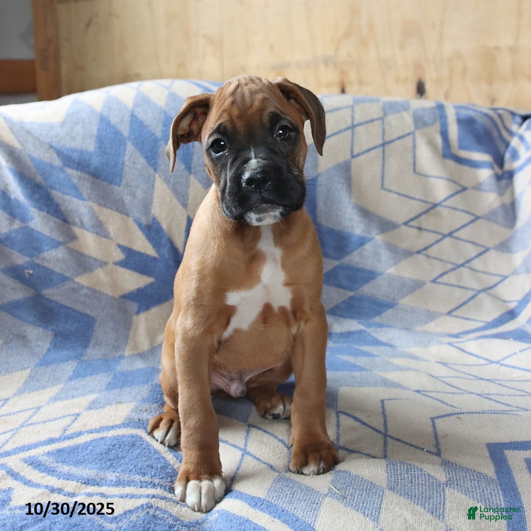 Boxer dogs for sale: Max - Ad 2