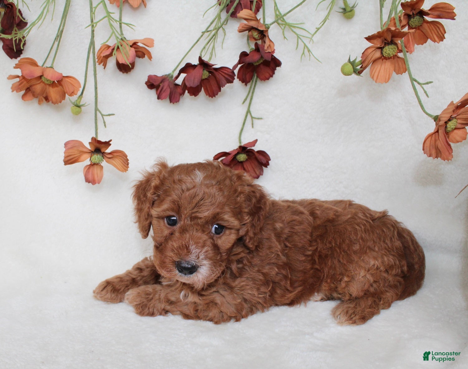 Cavapoo dogs Finley - Ad 1