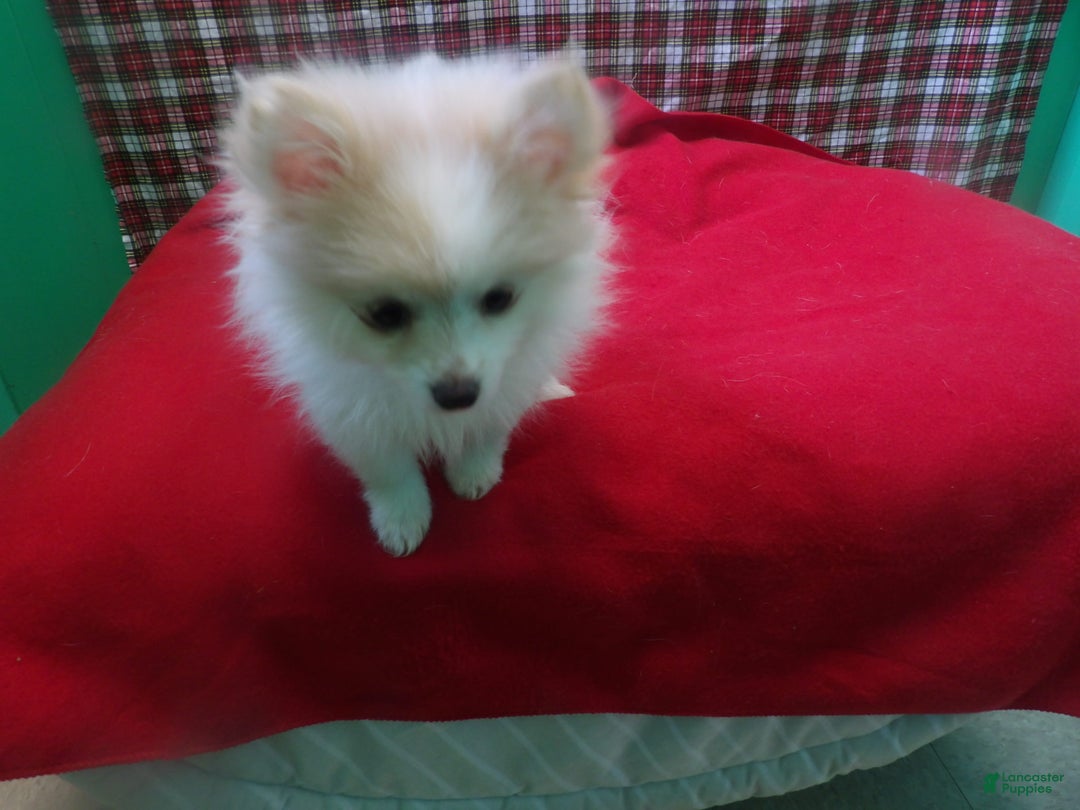 Pomeranian dogs for sale: Foxy - Ad 4