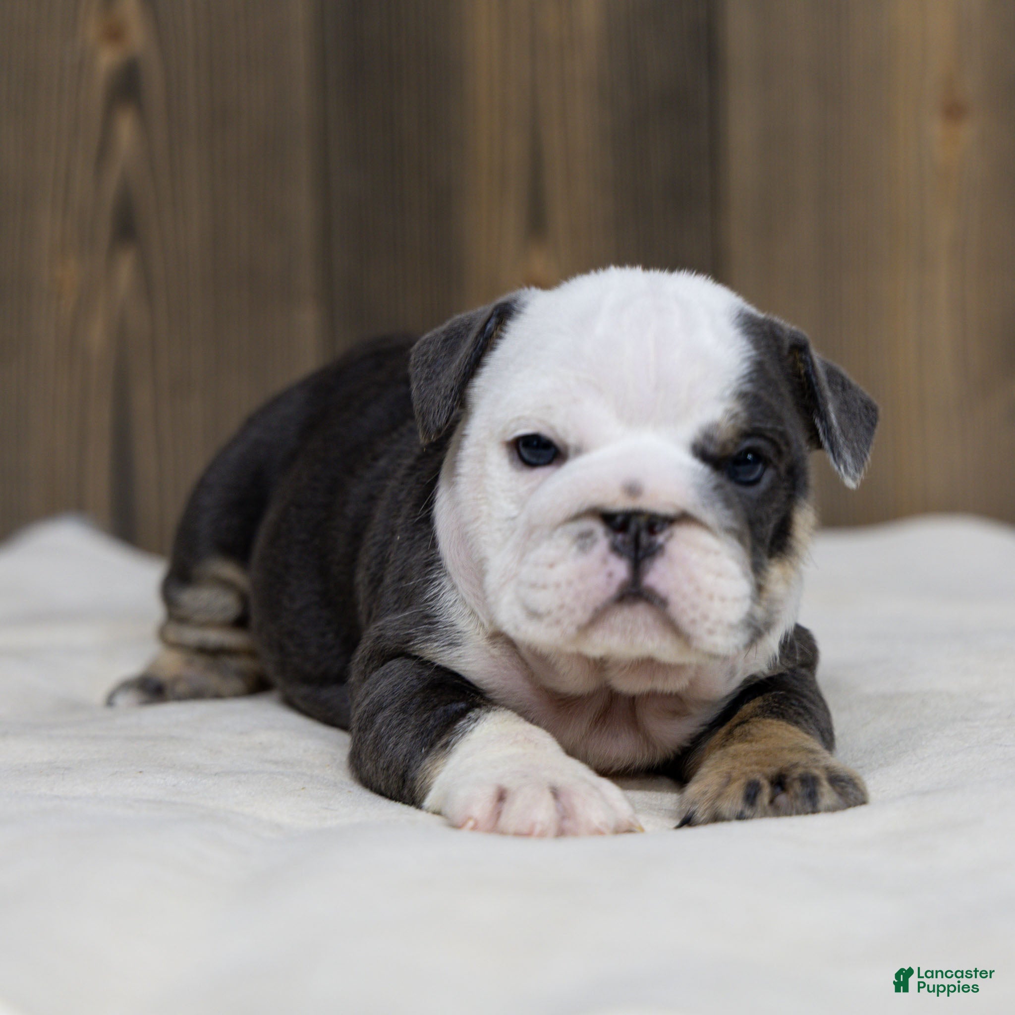 English Bulldog dogs Misty Harbor English Bulldog Puppy  - Ad 2