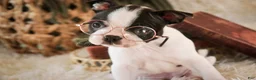 Boston Terrier dogs for sale: Crew - Ad 1