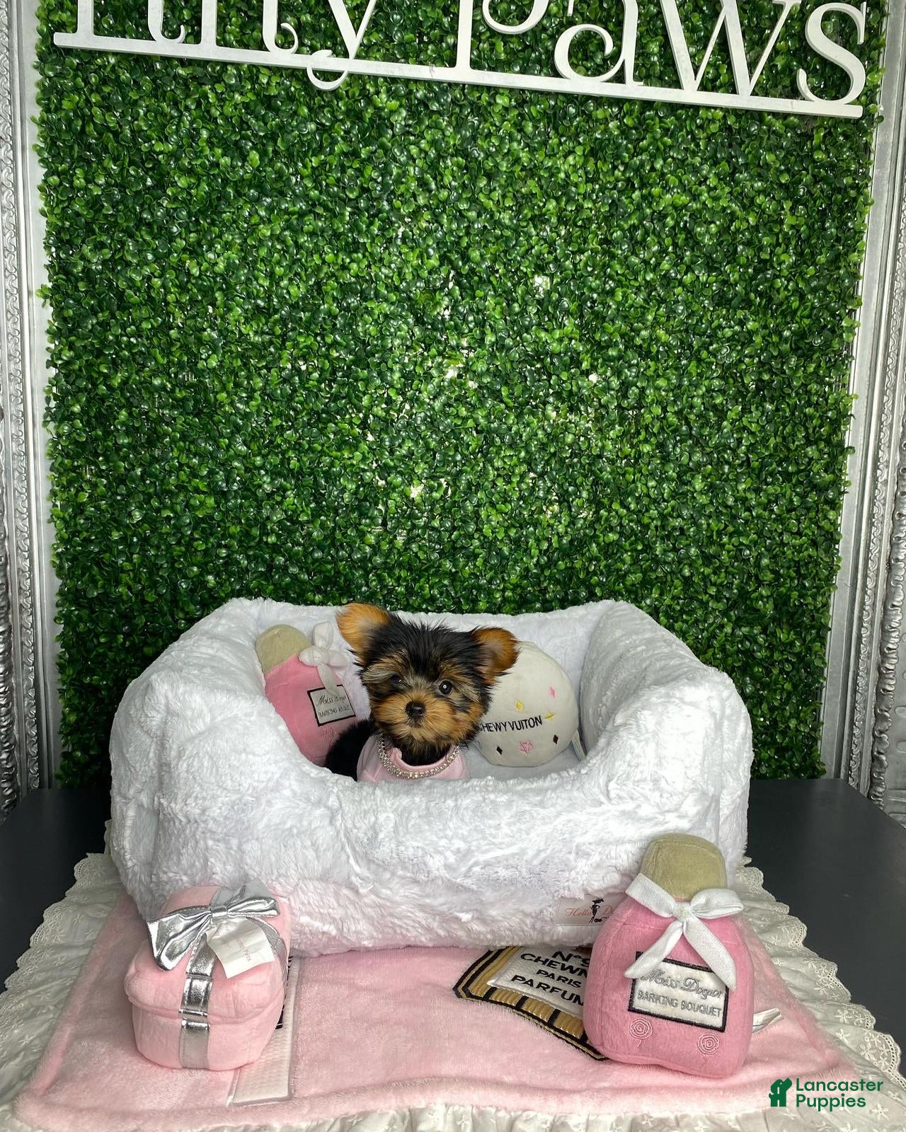 Yorkiepoo dogs Ella - Ad 8