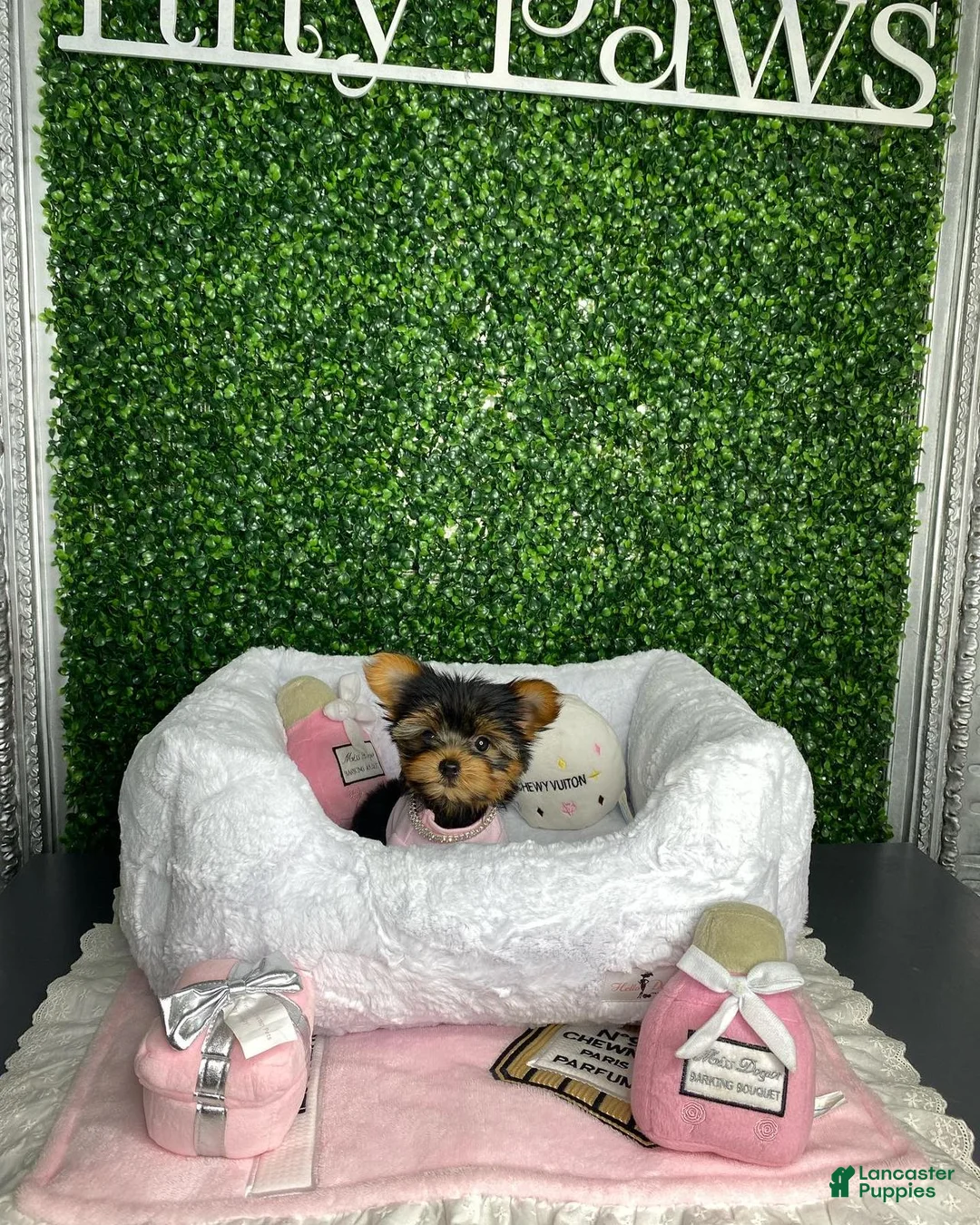 Yorkiepoo dogs for sale: Ella - Ad 1