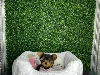 Yorkiepoo dogs Ella - Ad 8