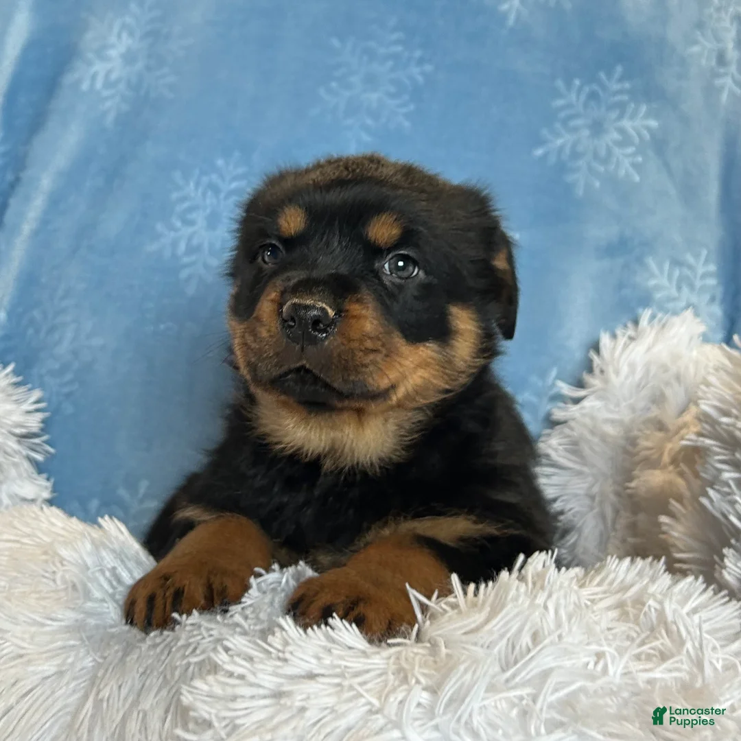 Rottweiler dogs for sale: Chase - Ad 7
