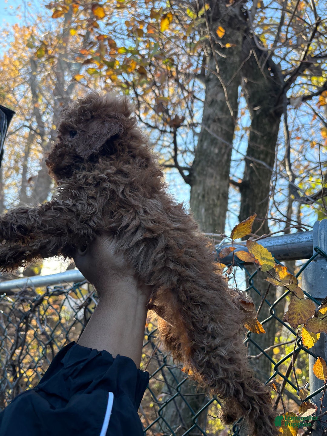 Toy Poodle dogs for sale: TOY TOMMY - Ad 5