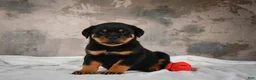 Rottweiler dogs for sale:  Hazel 🐾 - Ad 9