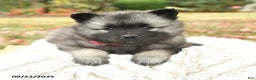 Keeshond dogs for sale: Nikki - Ad 10