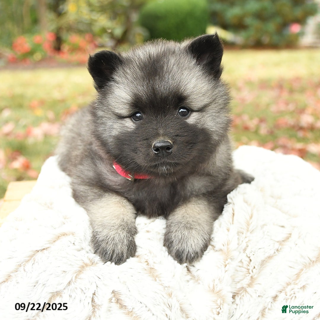 Keeshond dogs for sale: Nikki - Ad 10