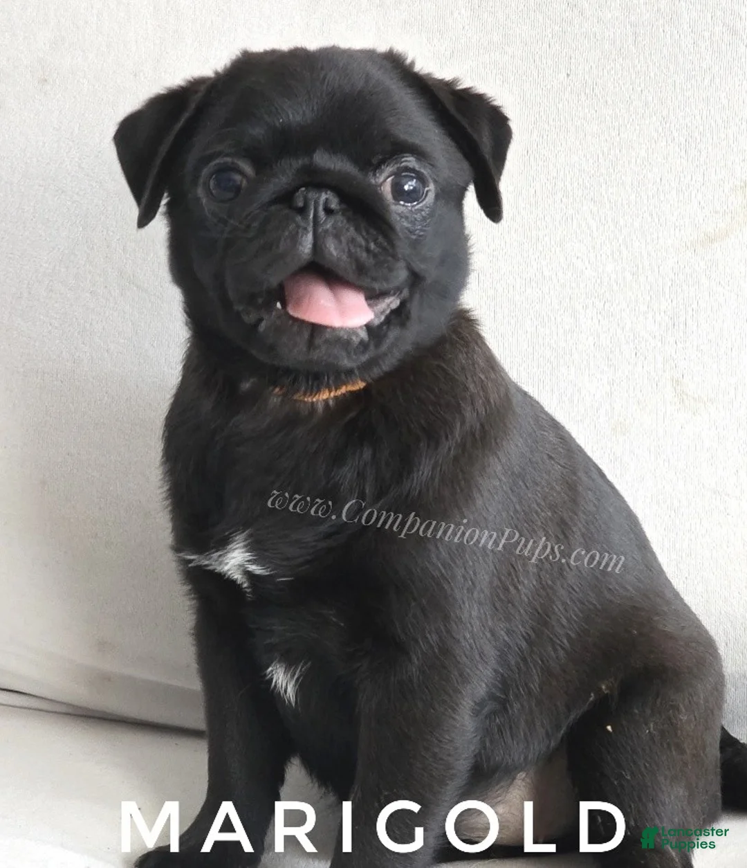 Pug dogs for sale: Marigold - Black Female Pug Puppy - Ad 2