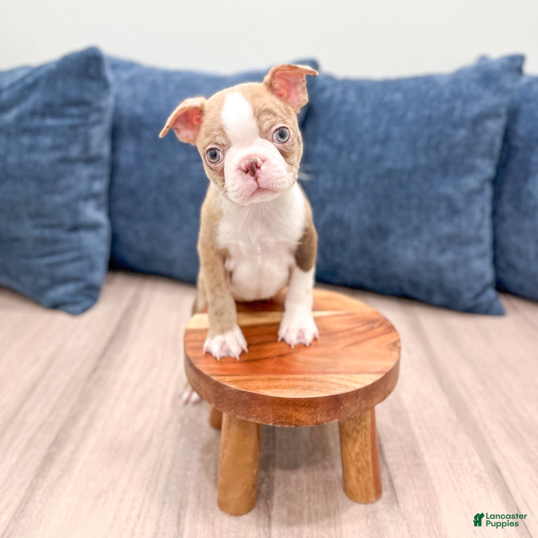 Boston Terrier dogs for sale: Asher - Ad 4