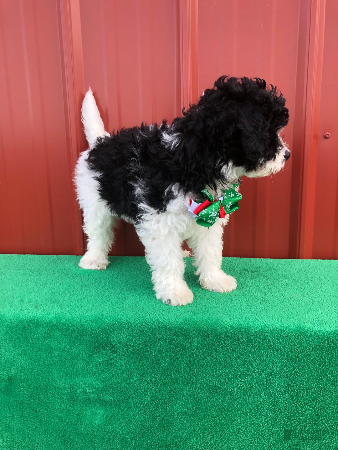 Mixed Breed dogs for sale: Scout - Ad 2