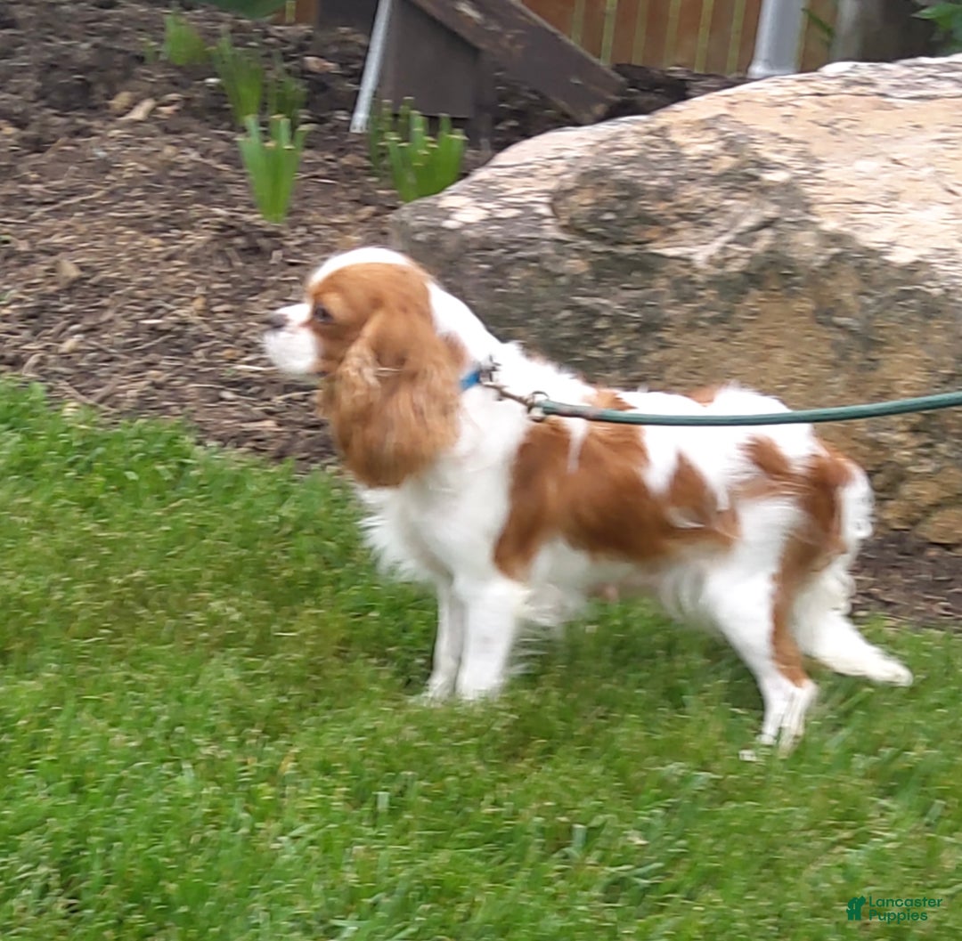 Cavapoo dogs for sale: Candy - Ad 6