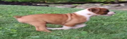 Boxer dogs for sale: Paisley - Ad 11