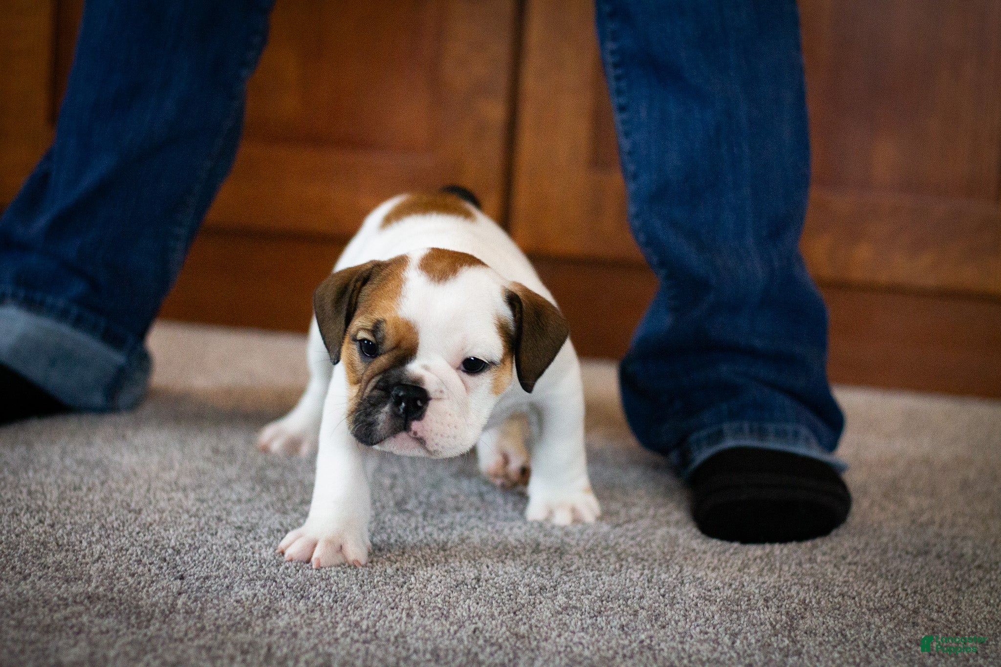 English Bulldog dogs Harley - Ad 25