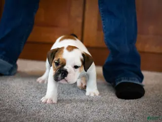 English Bulldog dogs Harley - Ad 25