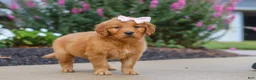 Golden Retriever dogs for sale: Goldie - Ad 4