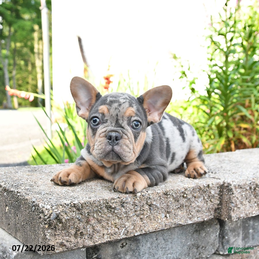 Mixed Breed dogs Chimpanzee - Ad 1