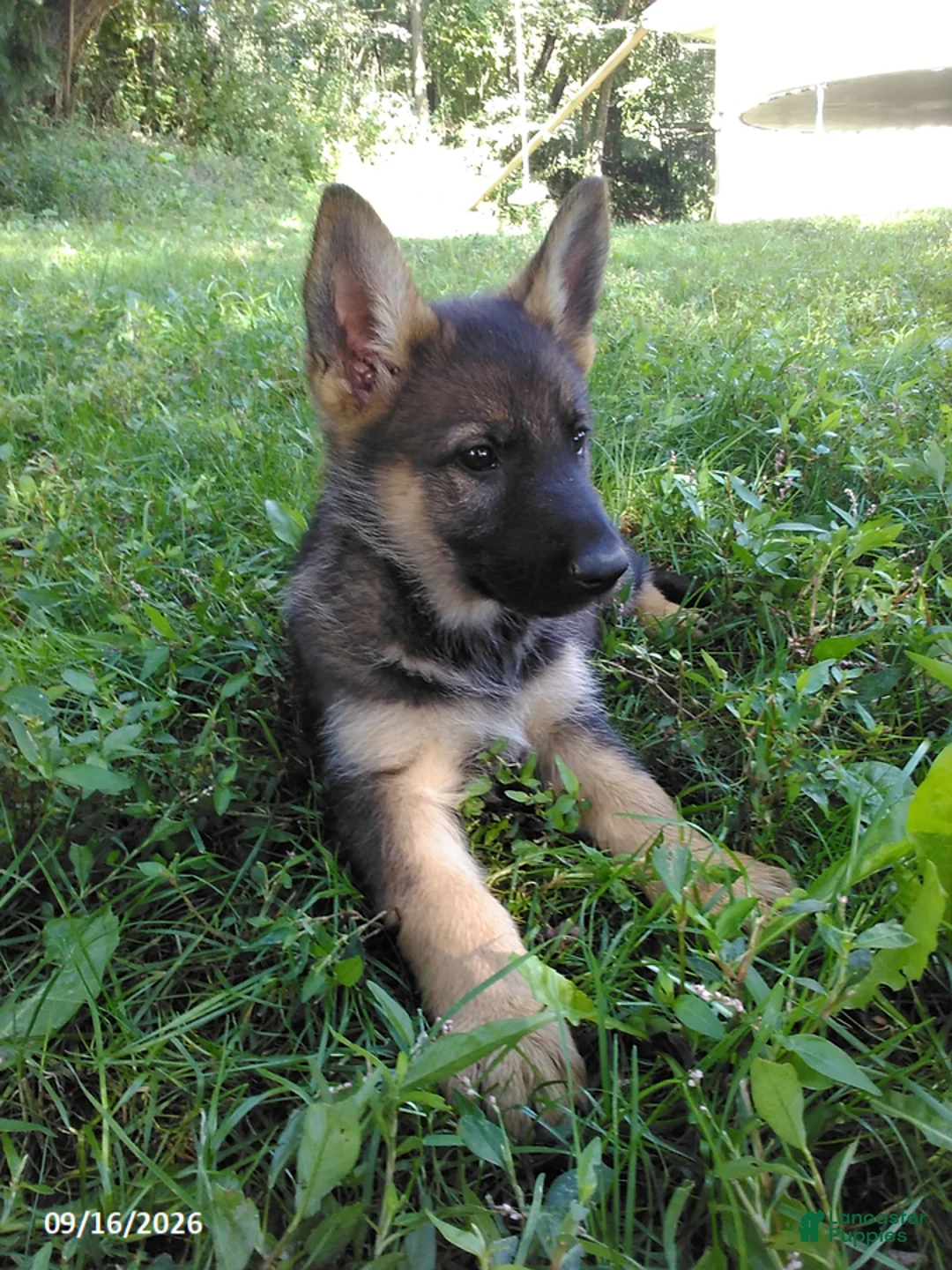 German Shepherd dogs for sale: Risa - Ad 2