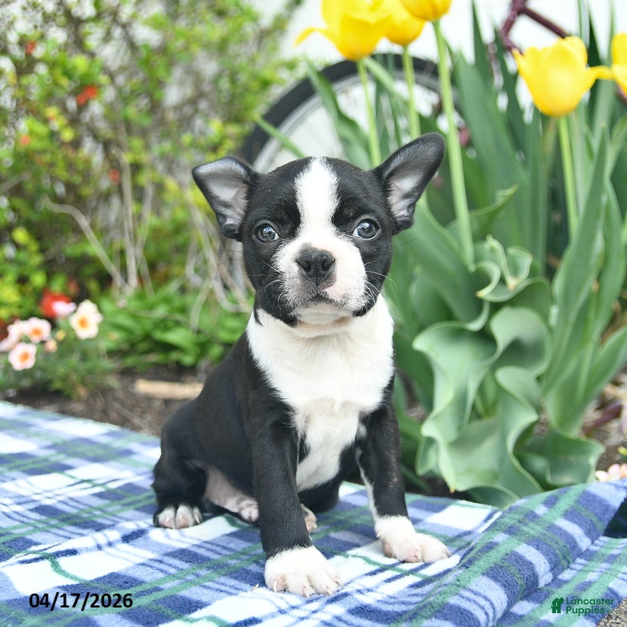 Boston Terrier dogs Vadar  - Ad 2