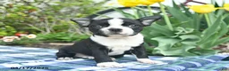 Boston Terrier dogs for sale: Vadar  - Ad 2