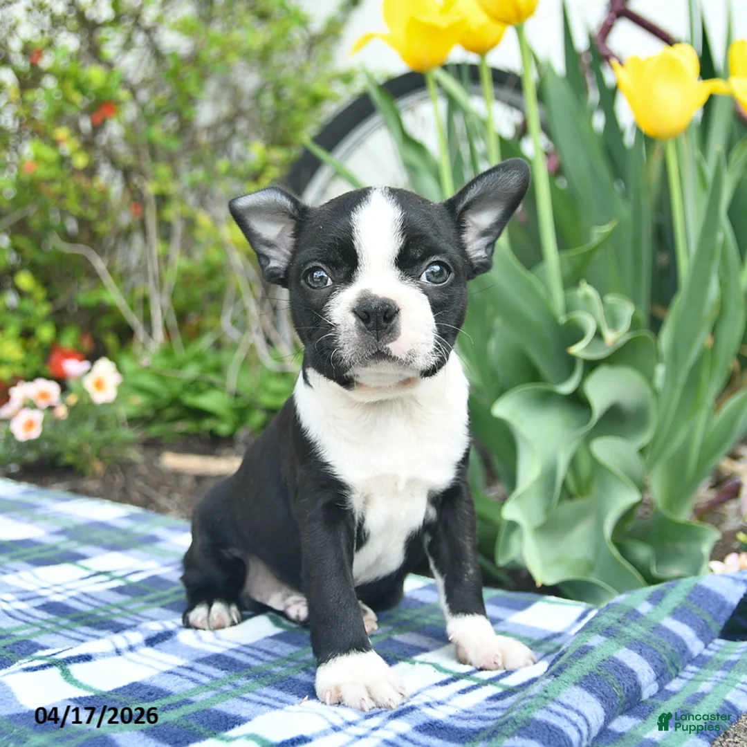 Boston Terrier dogs for sale: Vadar  - Ad 2
