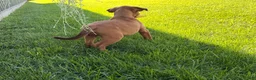 Dogue De Bordeaux dogs for sale: Becky - Ad 6