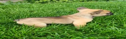 French Bulldog dogs for sale: Spike - Ad 1