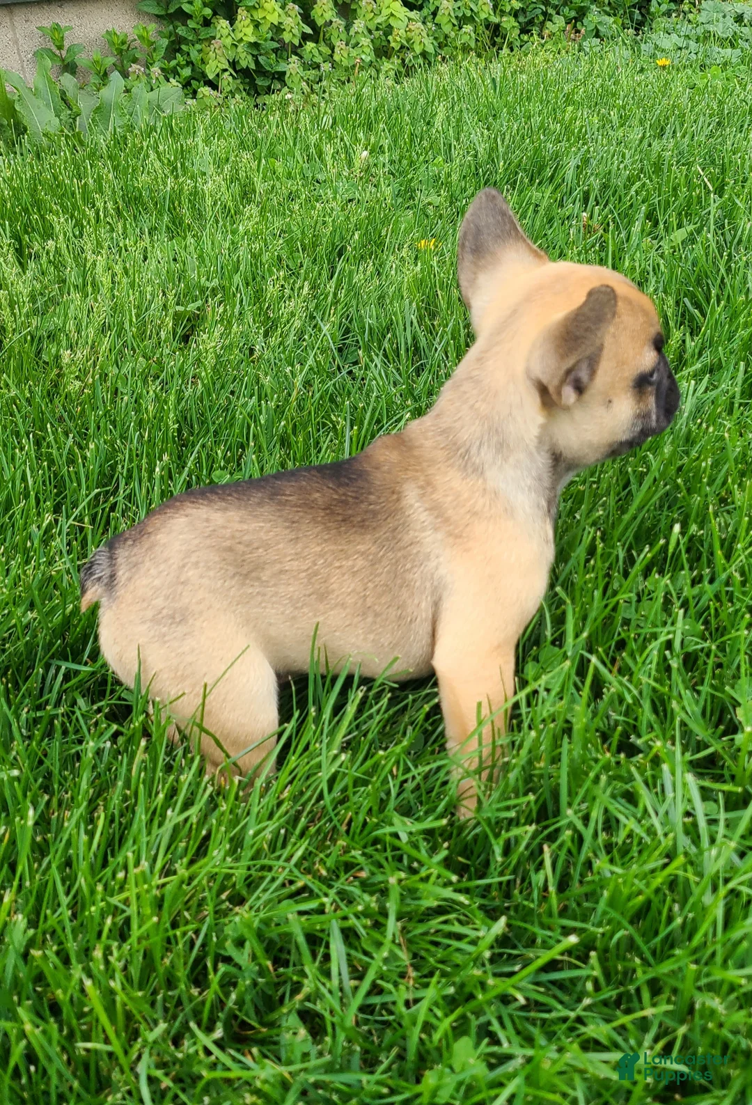 French Bulldog dogs for sale: Spike - Ad 1